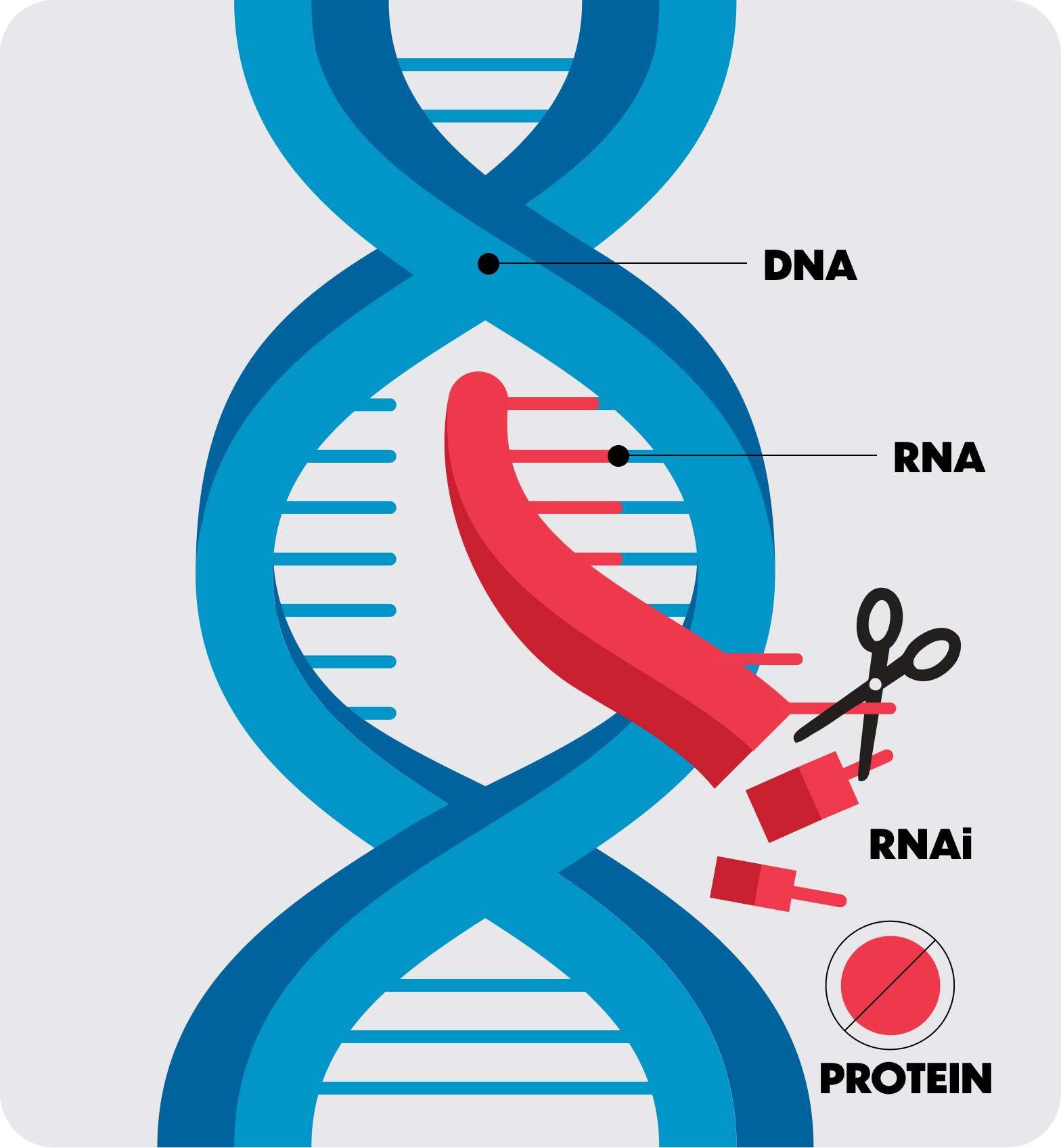 Illustration explaining what is an RNAi